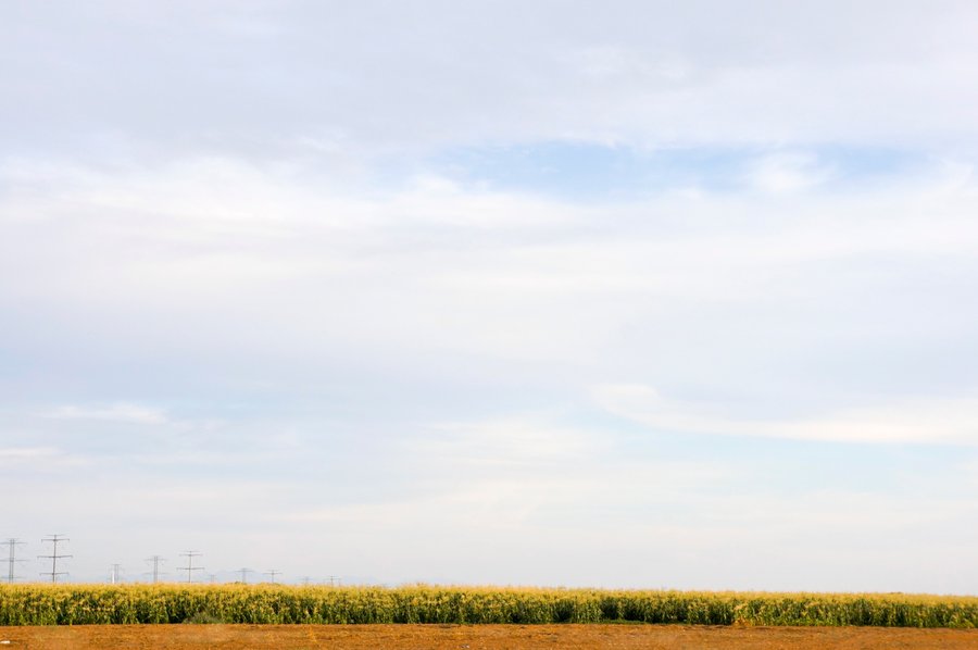 Cornfield and sky