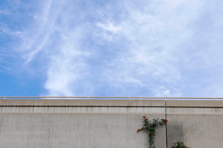 Garage wall with climbing plant