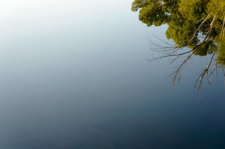 Water reflection with tree