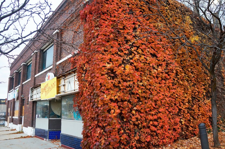 Bakery Thriftshop with autumn vines